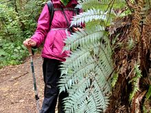  The silver Fern, New Zealand’ssymbol. 