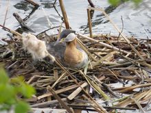 Another Grebe on nest