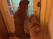 These girls are convinced every trick or treater is coming to see them, and they’re excited! 