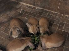 My sister got a rabbit and it had babies. They babies eventually went back to the breeder she got the rabbit from.