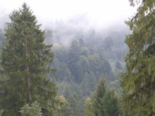 Beautiful misty rain