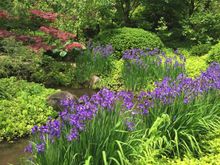 The Japanese Gardens where I volunteer. So peaceful 