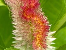 fan-shaped celosia 