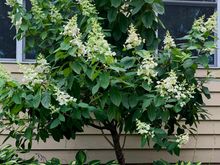 Hydrangea shrub surrounded by Striptease hostas