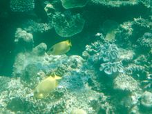 Butterfly fish, I think.