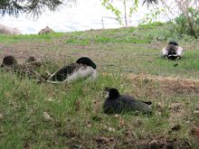 This hilltop is the resting sleeping area