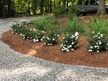 The flowering gardenias along the front drive attest to the power of drip irrigation.
