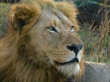 And still King of the jungle