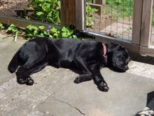 Our Rosie, basking in the sun.