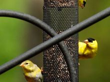Feeding frenzy!