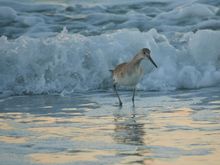 Willet avoiding an early morning wave
