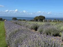 So surprised to see lavender on Churchill Island!