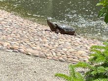 I made a new friend this week!! I was sitting on a bench talking with a friend and we looked up to see this big guy coming at us. Yikes!!! Big old snapper.  
