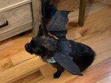 Kaylee the bat dog.
