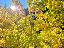 Aspens!