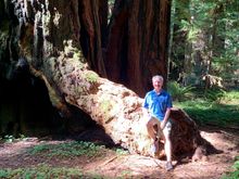 Bonus redwood pics. So peaceful walking amongst them .