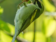 Golden-winged Warbler