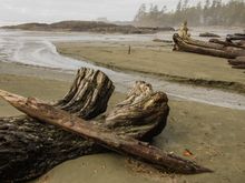 The many moods of Chestie in the winter.