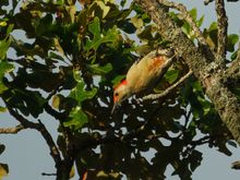 Red-bellied woodpecker
