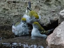 Rub a dub dub, 3 young Chestnut-sided warblers in a tub!