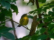 Magnolia warbler