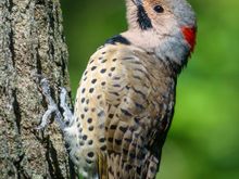 Northern flicker