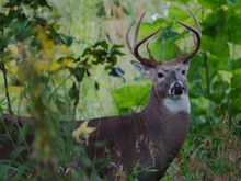 ziggy, you know it's not deer season yet, so leave this 8-pointer be.