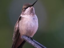 Close up of a juvenile male ruby throated hummer. You'll notice that his throat is developing the feathers which will soon become iridescent ruby red. 