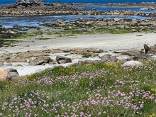 Wildflowers 