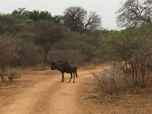 Wildebeast