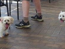 Happy dogs