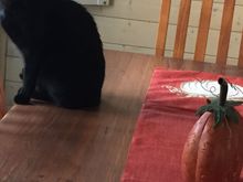 I hope this posts too. You asked for it Florida. Meet Ink. My very own living, purring Halloween decor. 