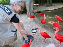 Feeding Scarlet Ibis
