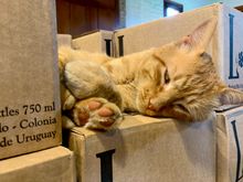 Keeping a sharp eye on the wine inventory…..