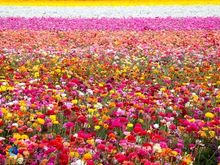 Carlsbad flower fields
