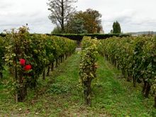 The rose is to alert the winemaker if there is any mildew or other diseases in the area because the rose will get it first.