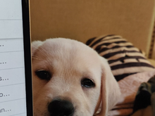 Puppy Cora, two years ago.