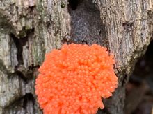 Raspberry slime mold