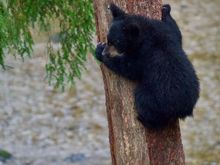 Cute cub