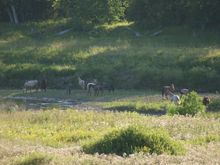 wild horses in Teddy Roosevelt Park