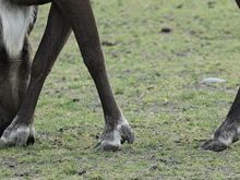 Alaska Wildlife Conservation Center - close-up of the hooves!