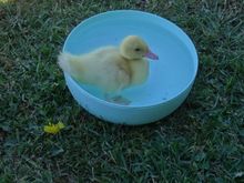 The duckling 