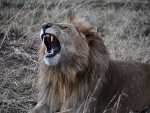 He is actually yawning and not roaring.