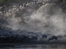 Great Migration Mara River crossing: Tanzania