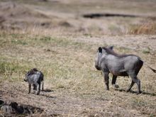 Warthog family