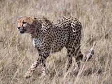 Face-off with the hyena?