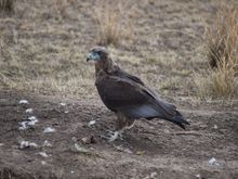 Surrounded by just the remaining bits of his prey.