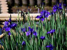 Vivid iris in full blook at Ryoanji