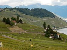 Lavaux vineyards