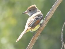 Ash-throated Flycatcher